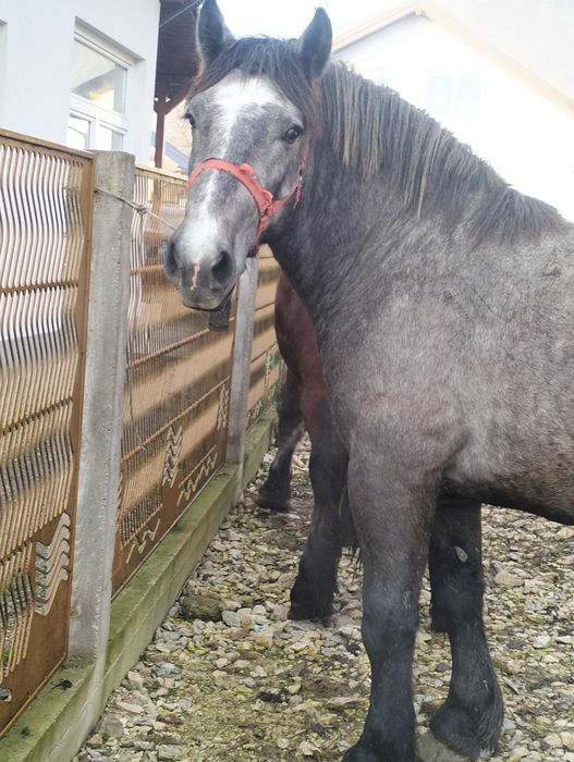 Armăsar de 2, 5 ani de vânzare