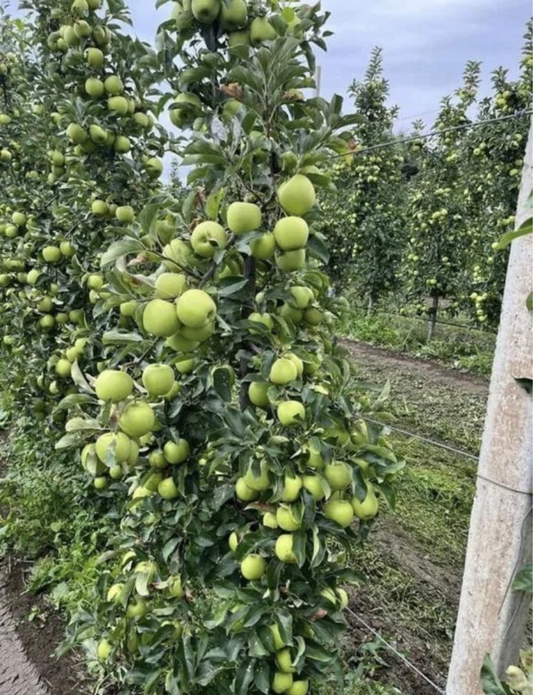 Pomi fructiferi columnari altoiti