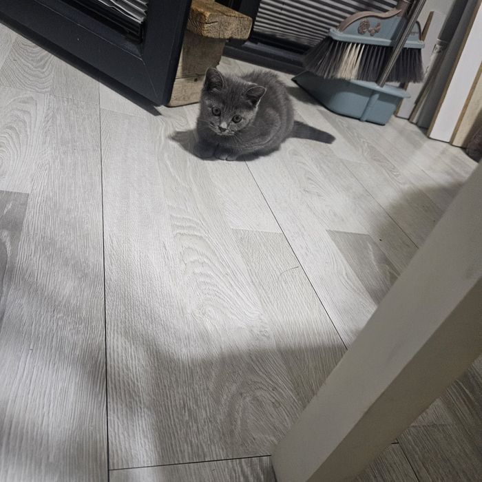 Шотландский скоттиш страйт, 2,5 мес., мальчик,  100% здоровый
