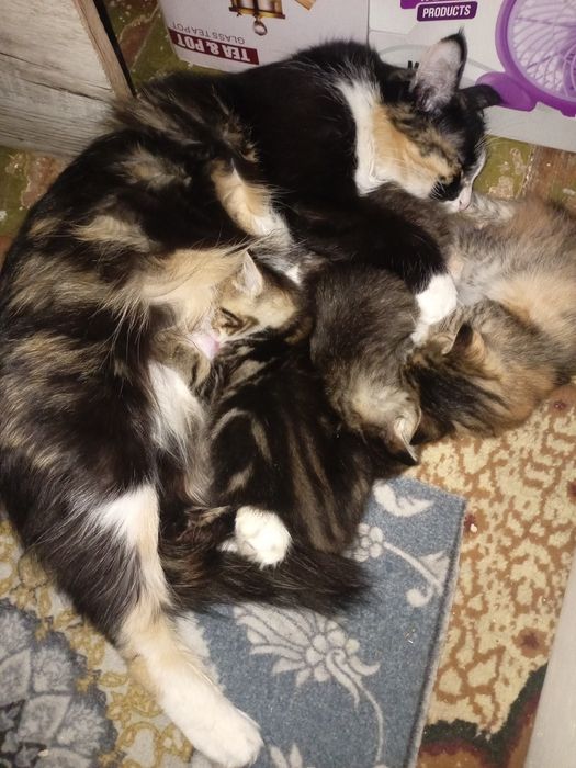 Котята в хорошие руки.