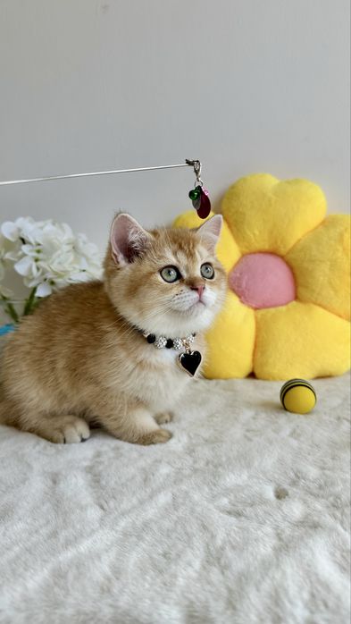 British Shorthair Chinchilla Gold - Cu Certificat Pedigree