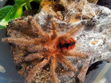 Н/о Avicularia minatrix

Avicularia minatrix

Класс – Паукообразные