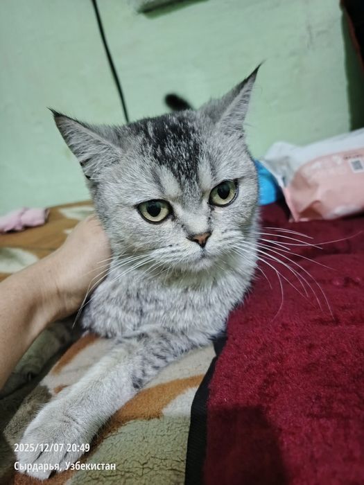 Scot Straihgt (kumush rang) mushuk