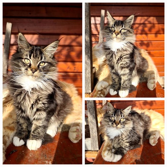 Pisicute își caută stăpân