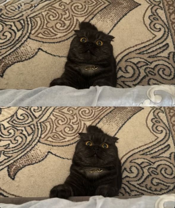 Отдам кошку шотландку