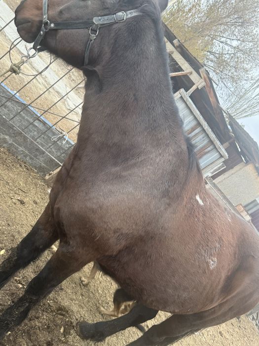 продам лошадь ат