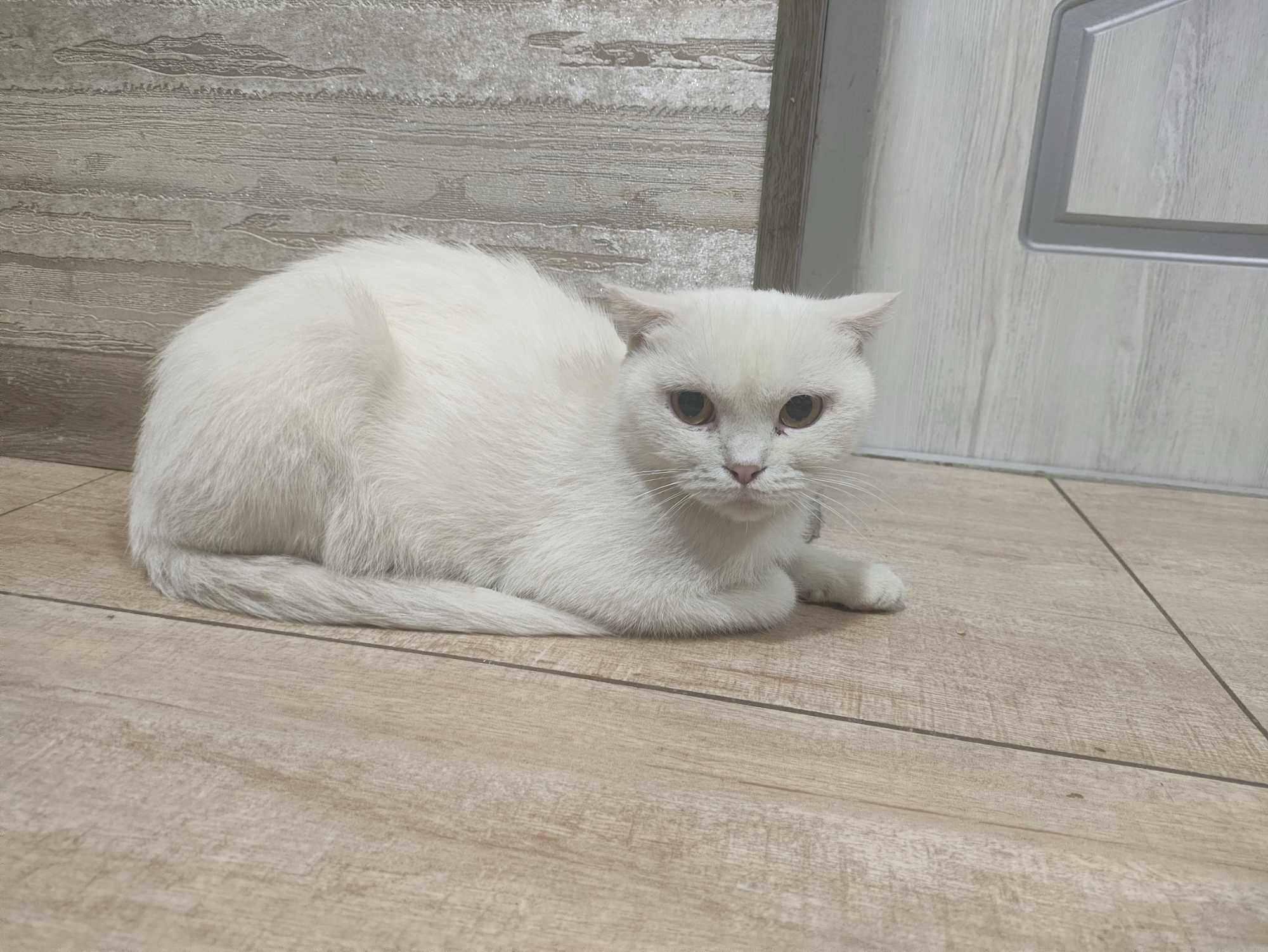 Mushuk zoti scottish fold