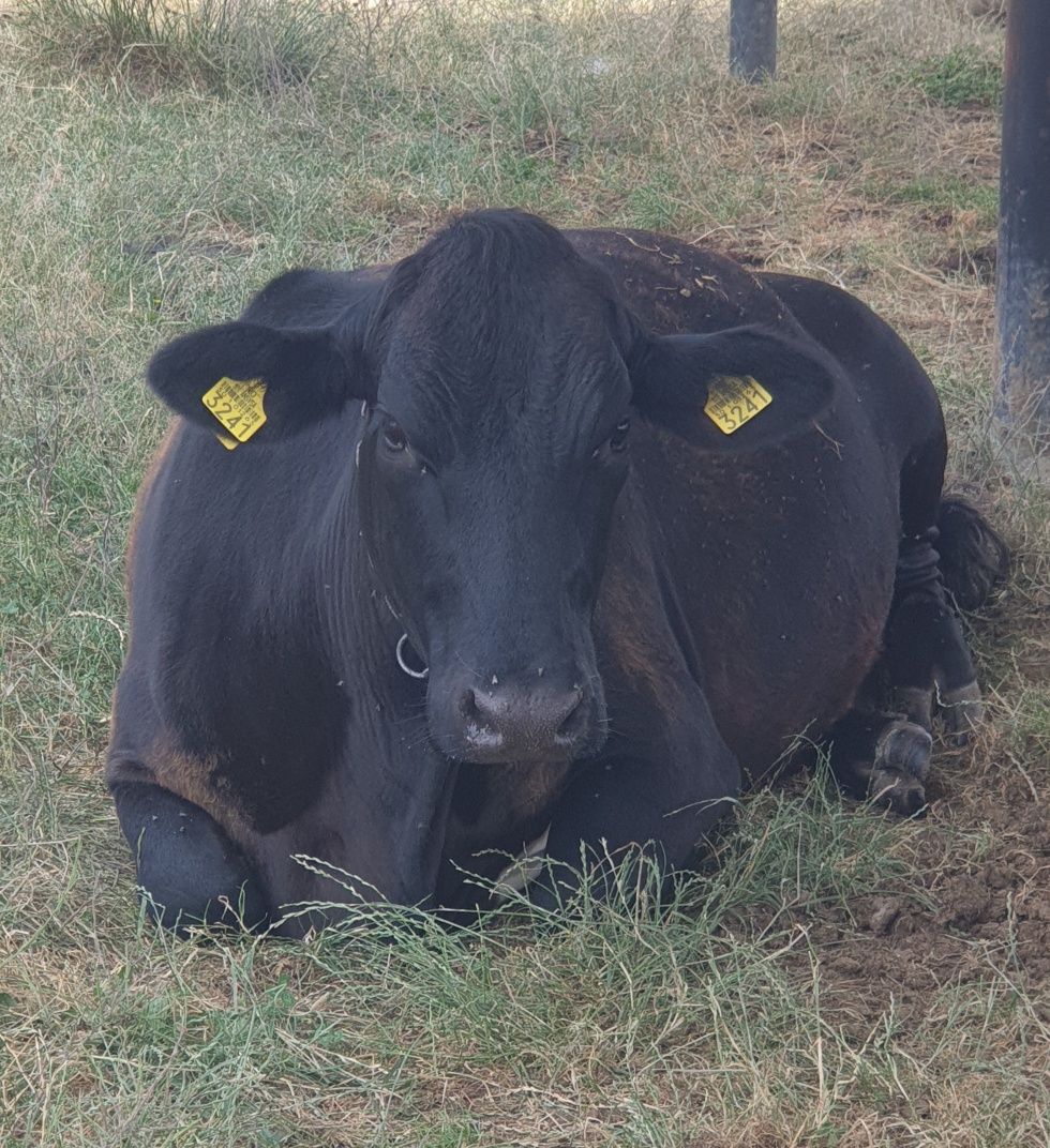 Vaca gestanta rasă Angust