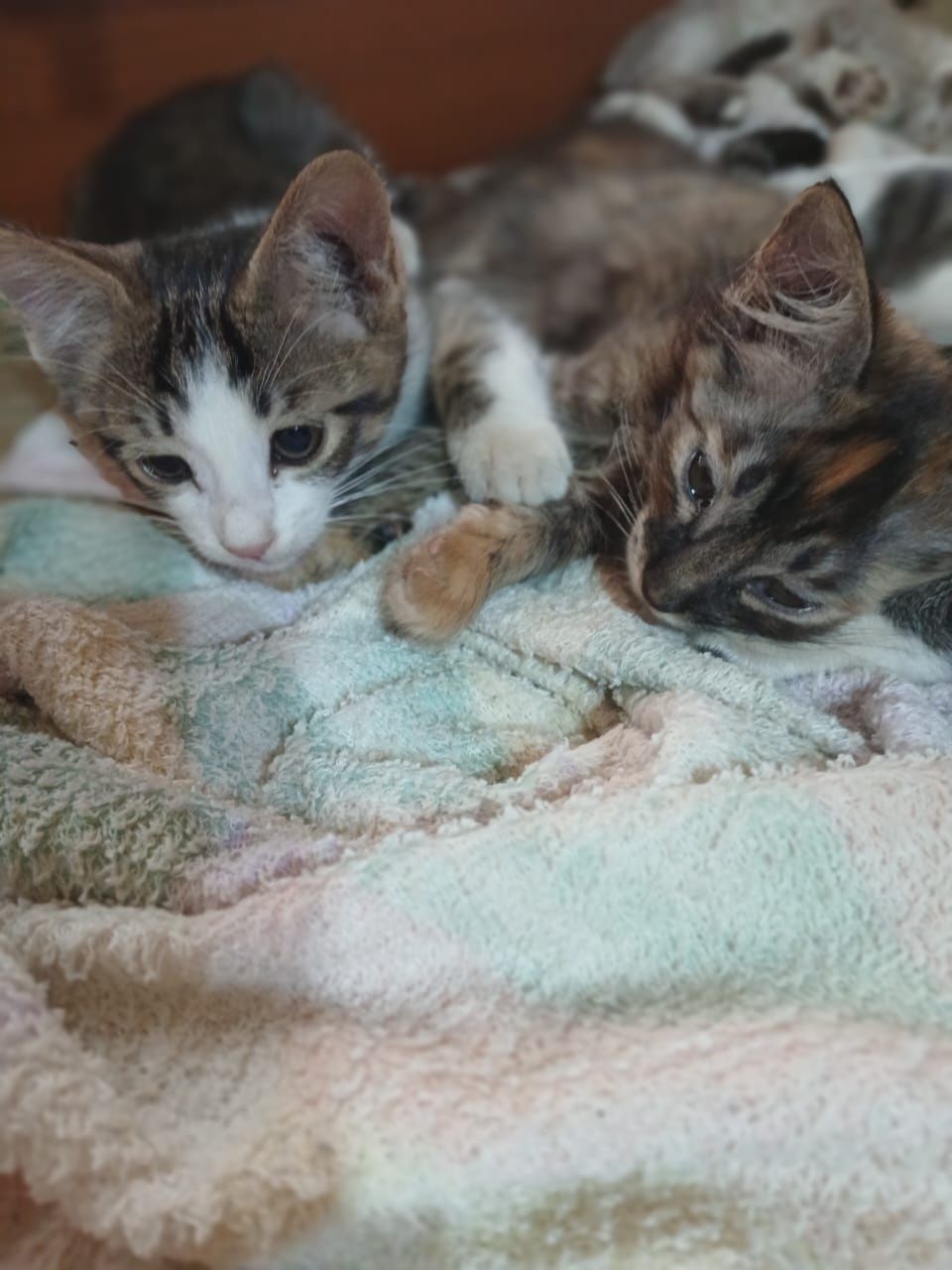 Котята бесплатно
