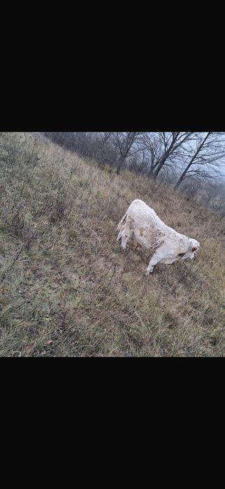 Vitei de vanzare in jud Bacau