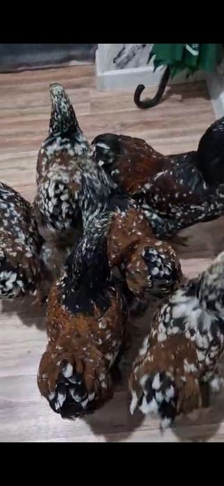 Куры брама Турция