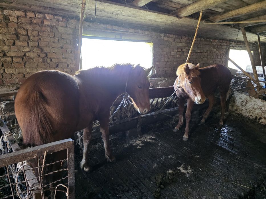 Две кафяви женски кончета