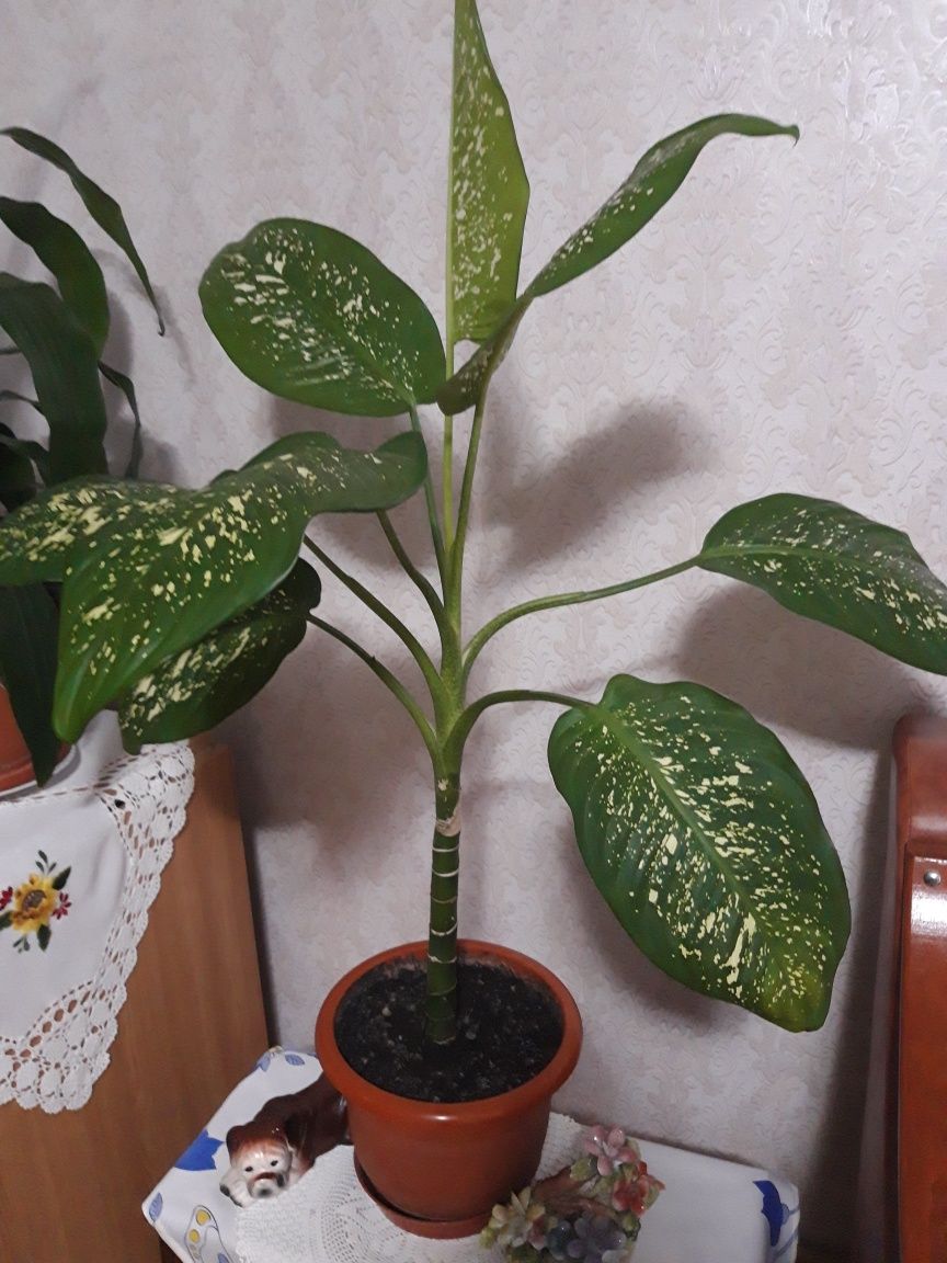 Plante naturale decorațiuni.