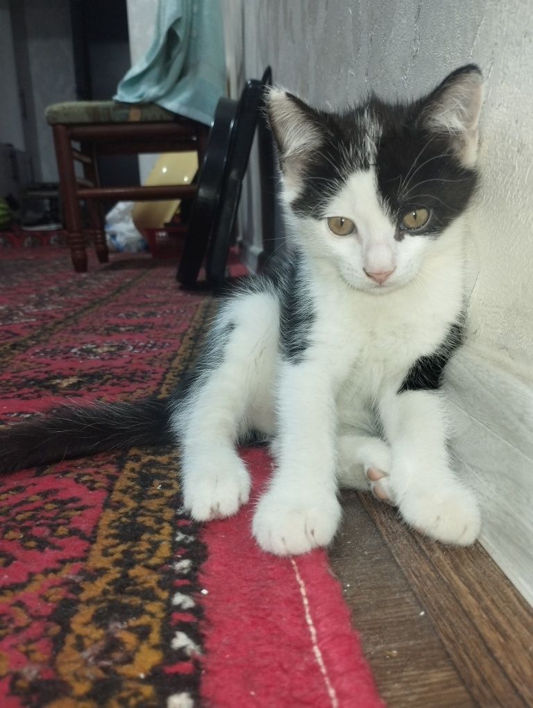 Muwuk hadyaga beriladi urganchdan