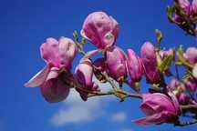 Aluni.Nuci altoiti Chandler.Paulownia.Migdal.Smochin.Rodiu.Kaki.>RO UE