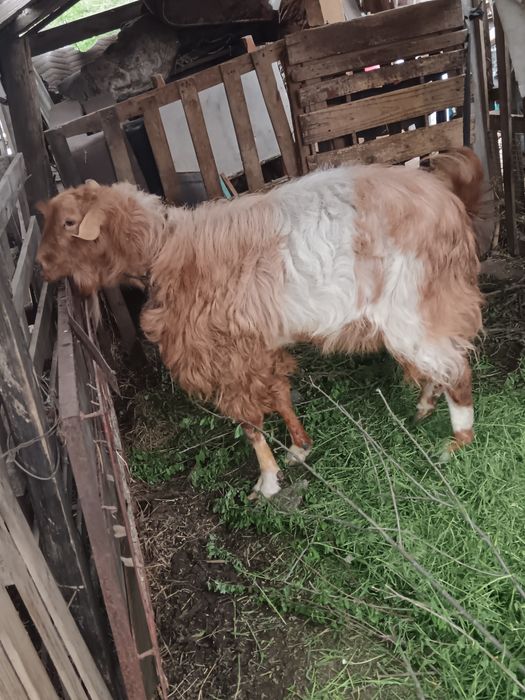 Pereche țap și capra fara coarne negociabil