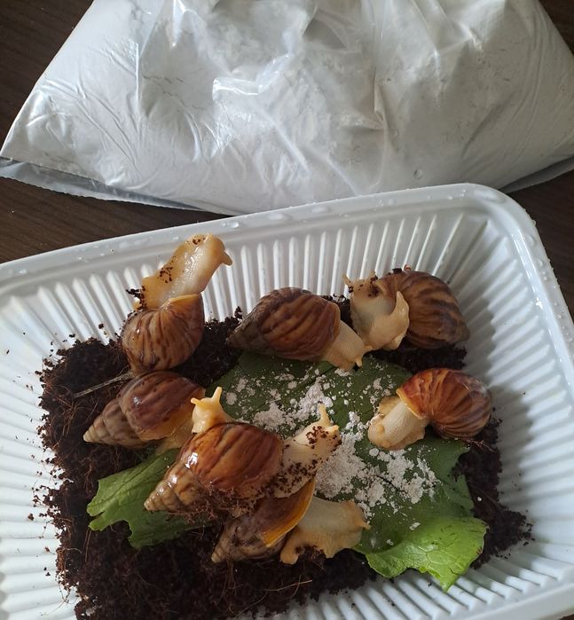 Улитка ахатина фулика албинос