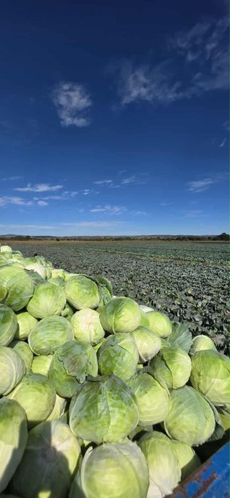 Зеле сорт Марлуу