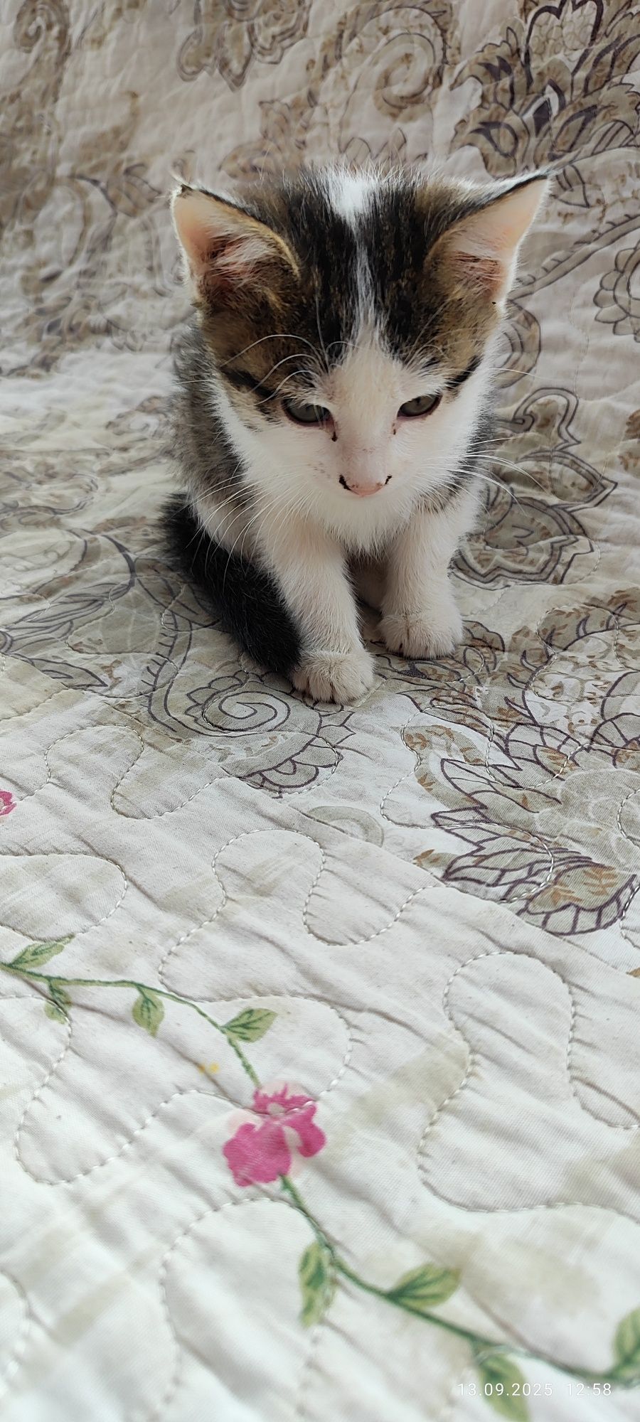 Бесплатно котята в добрые руки