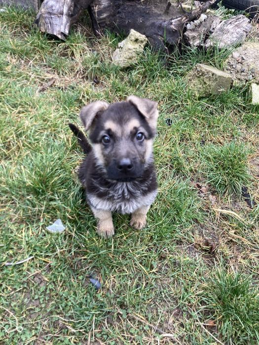 Vand caine ciobanesc german