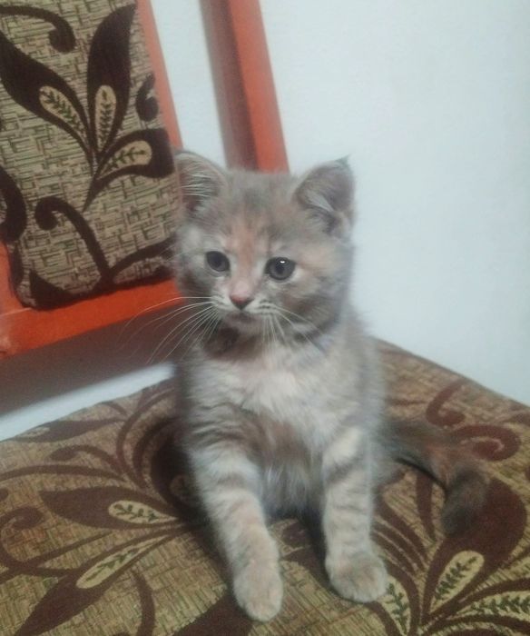 Pisica British shorthair