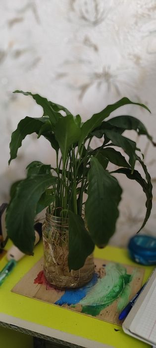 Отдам или обменяю на другой цветок ( желательно фиалка или герань )