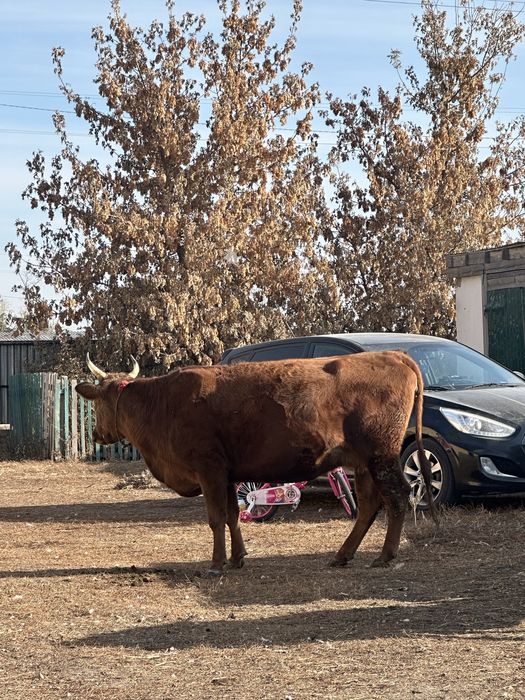 Сиыр корова откорм крс