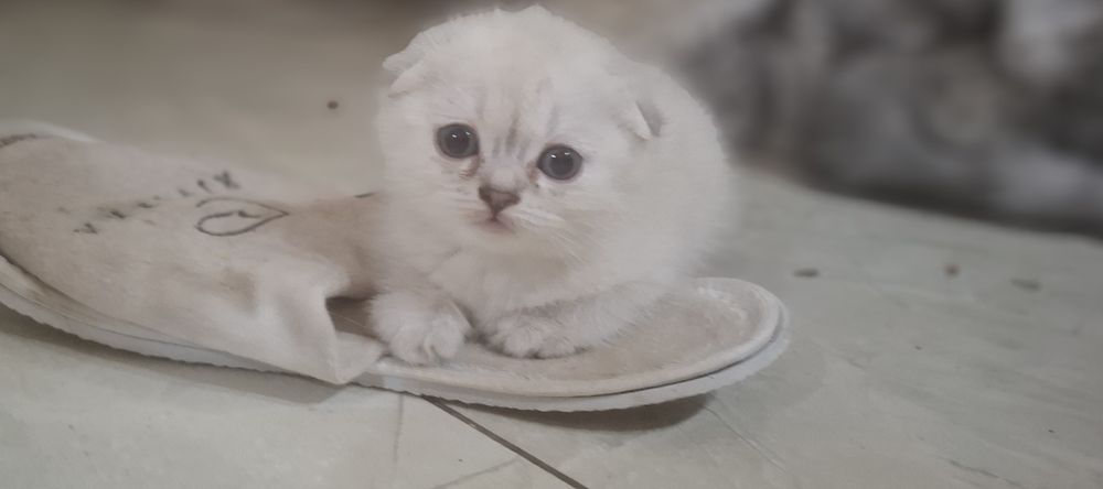 Продаются котята