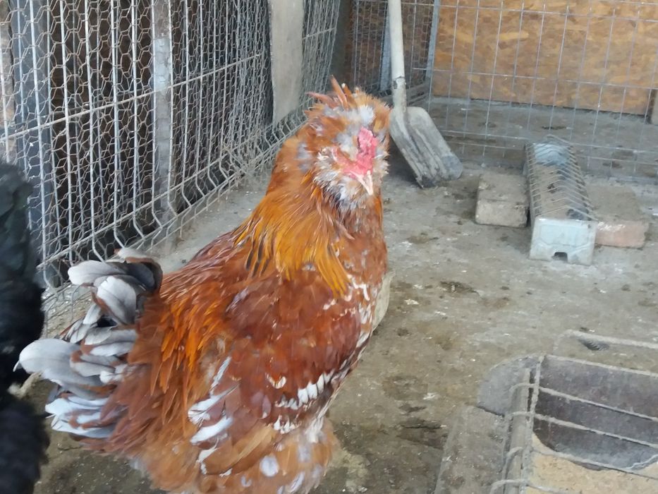 Vind gaini si bibilici