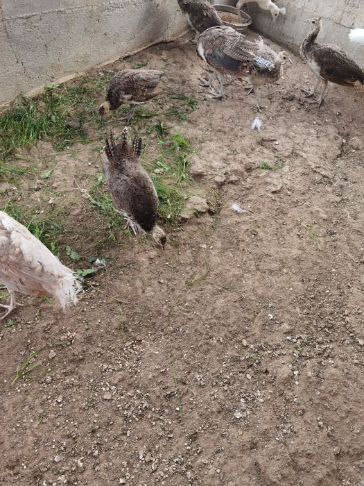 Pui de păun vârstă 2 luni 150 lei