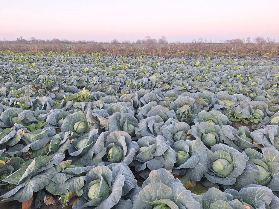 Varza bucharest de vanzare