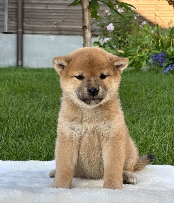 Мылыши Сиба ину (Шиба)