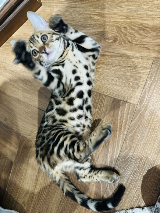 Бенгальский котик