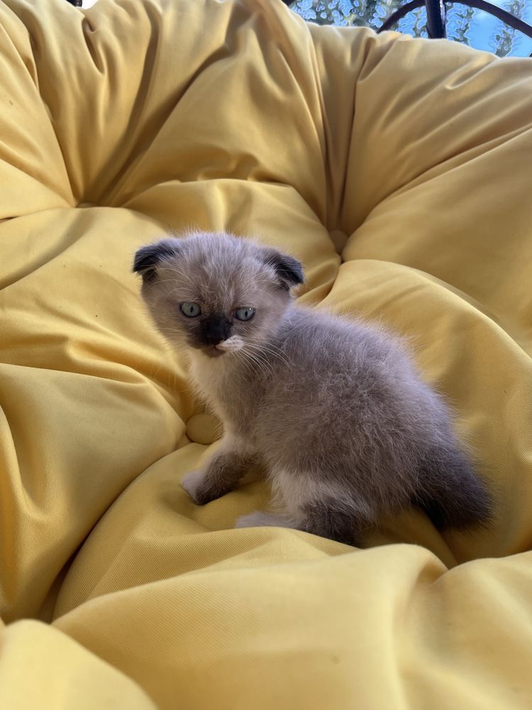 Продажа котят. Scottish fold.