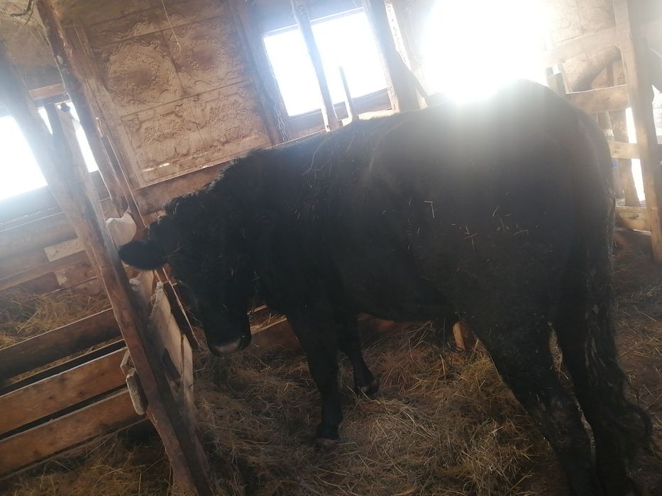 Обмен на молочную корову