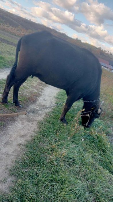 Vand bivolita pentru tinut sau pentru taiat!