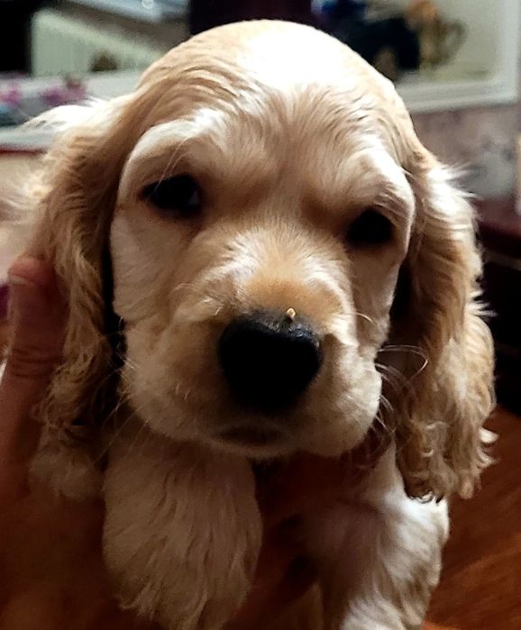 Щенок кокер спаниель