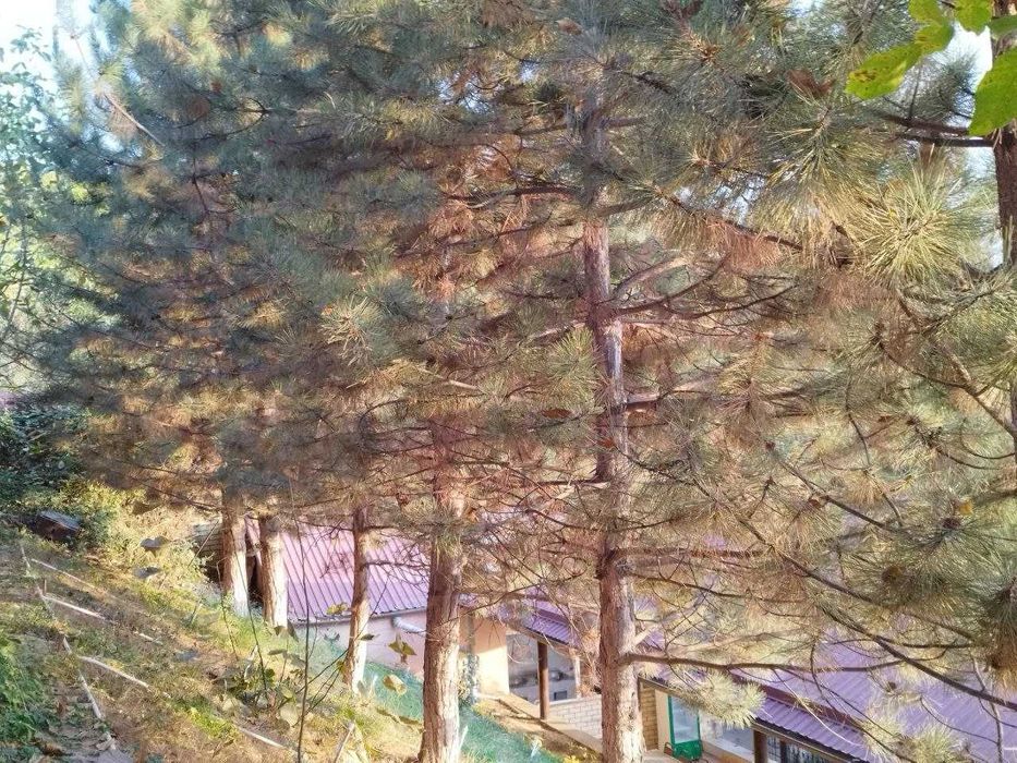 Продается дача 20 сот. в горах /Чарвак/