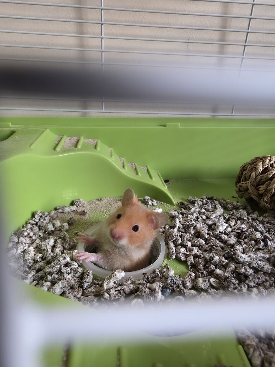 Vand chinchilla, 2 masculi, 3 femele