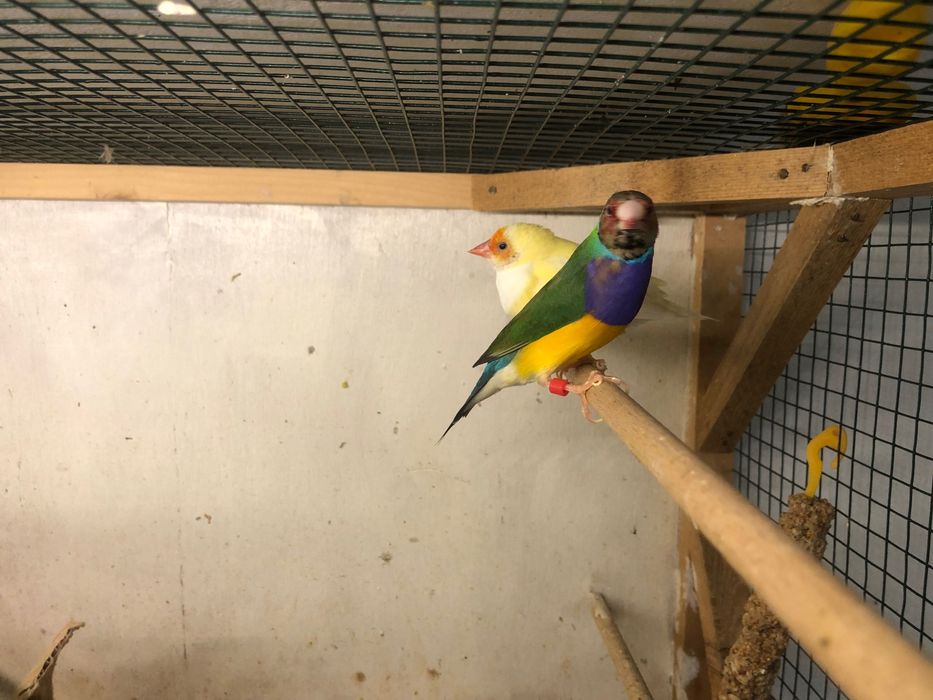 Gould amandina. Perechi și pui