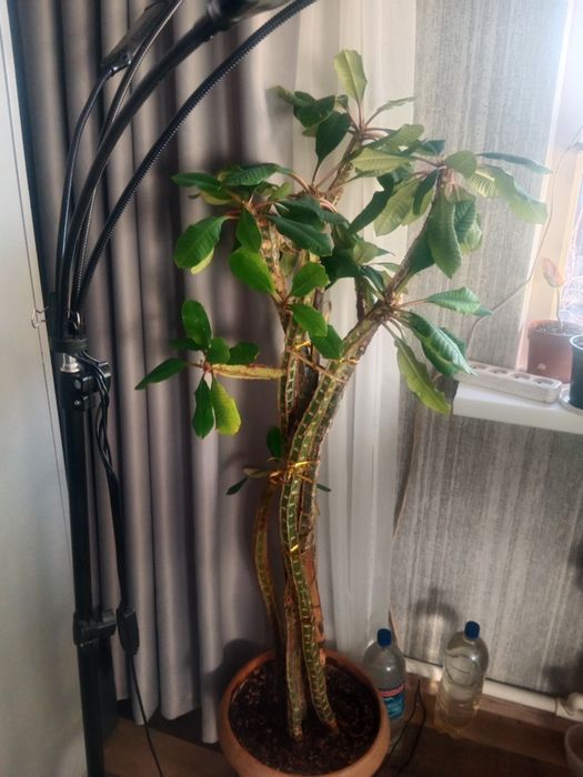 Обмен домашними цветами.