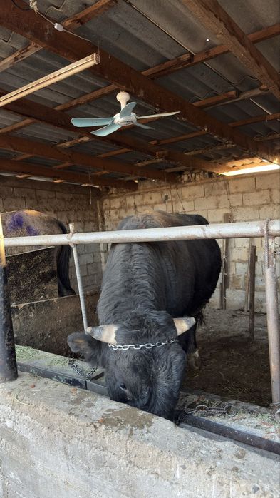 Продается бычок.