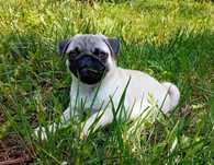 pug mops cu pedigree