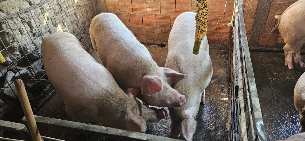 Големи кастрирани прасета