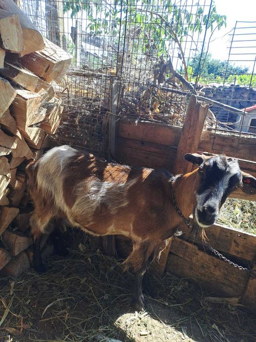 capra    cu   lapte
