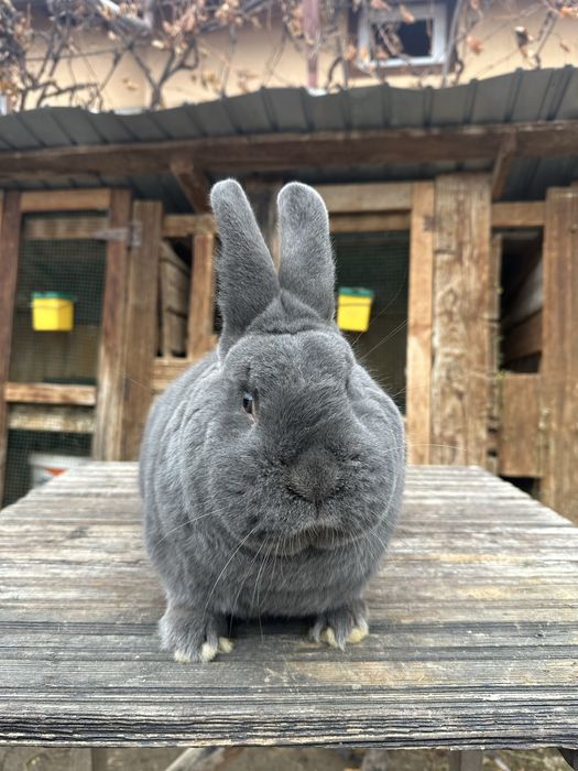 Iepuri albastru vienez