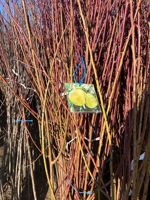 Vând pomi fructiferi