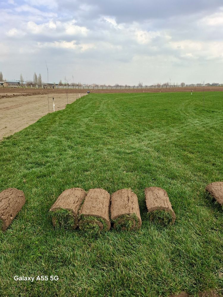 Газон в Узбекистане, Доставка, Установка, Полив Система, Ландшафт,