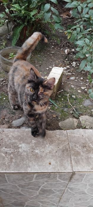 Коте   търси дом!