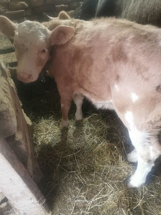 vand vițica de 3 luni